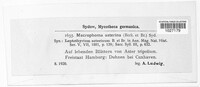 Image of Selenophoma asterina